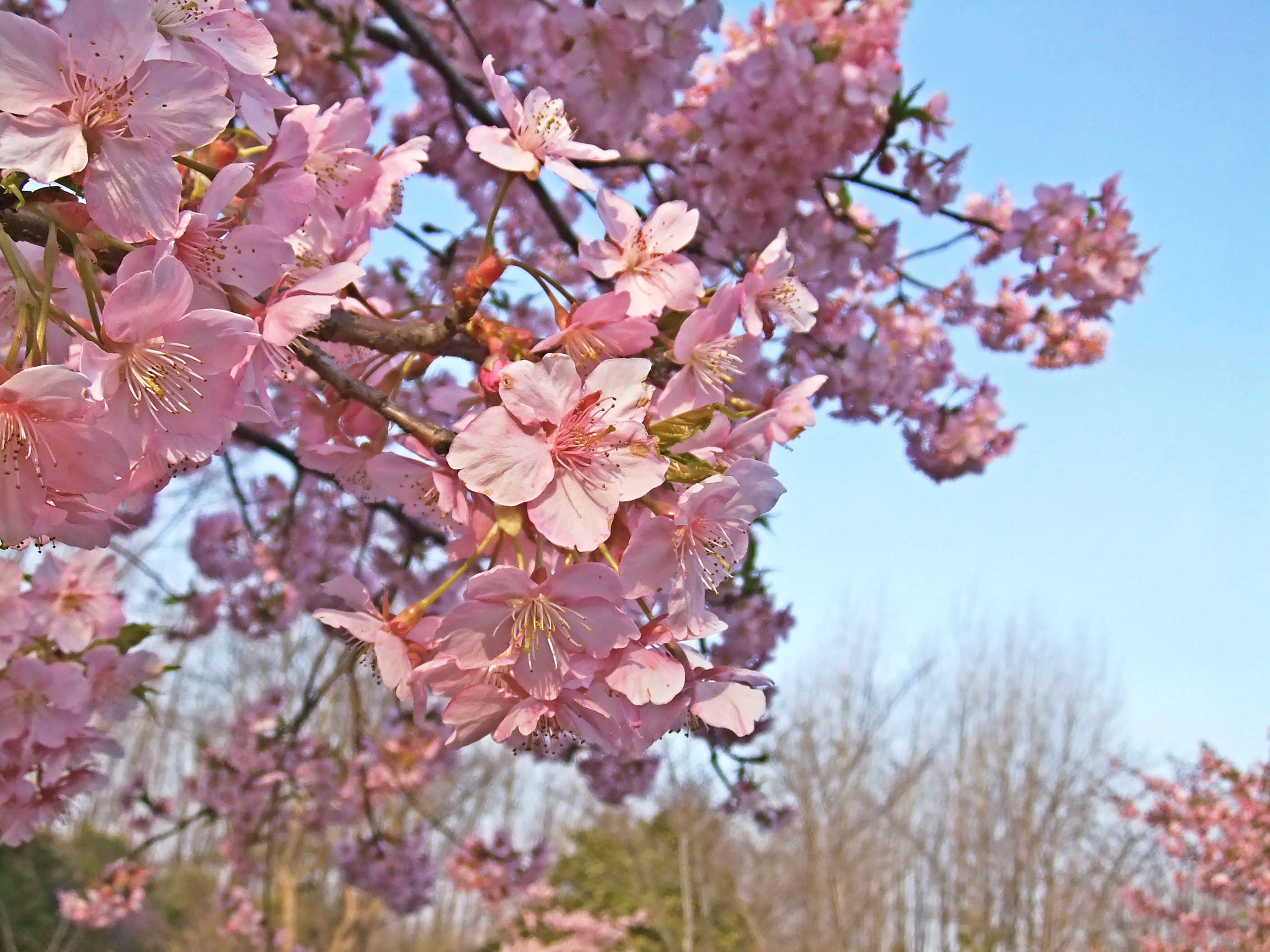 sakura